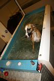 JACUZZI SPA - WHIPPET 022